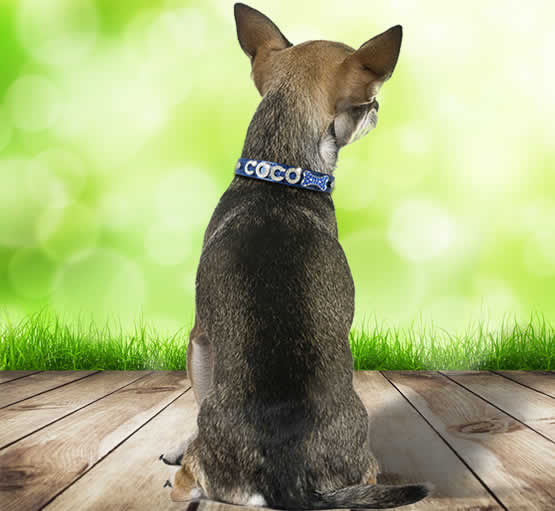 Custom Dog Collar