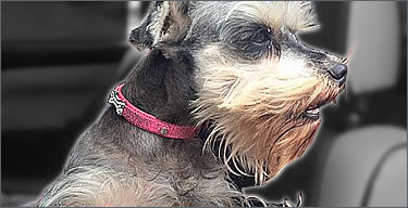 Pet Collars Icon