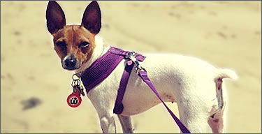 Pet Harnesses Icon